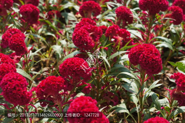 雞冠花