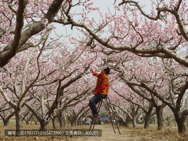 給桃花人工授粉的女果農(nóng)