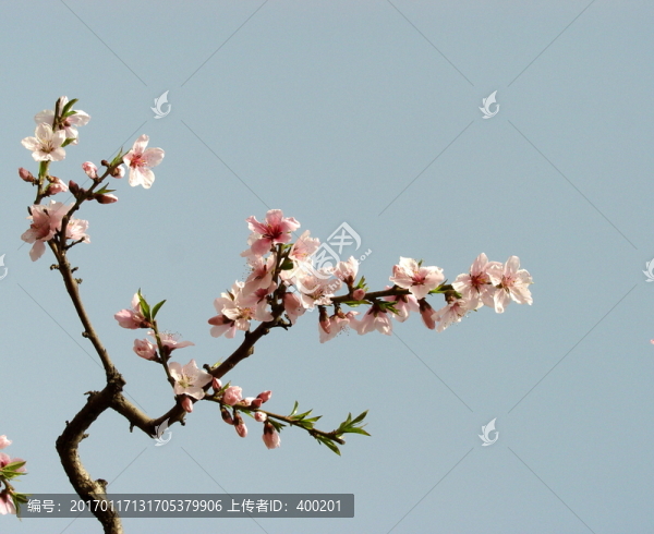 一枝桃花