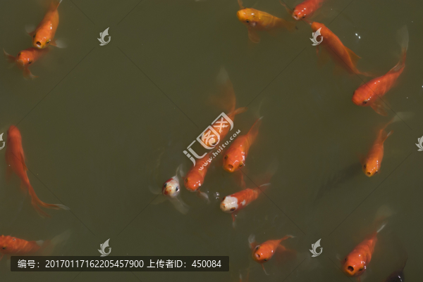 紅