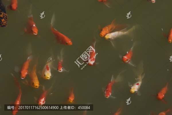 紅