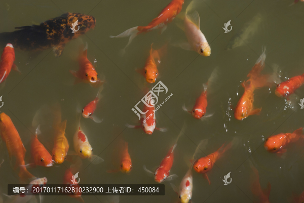 紅