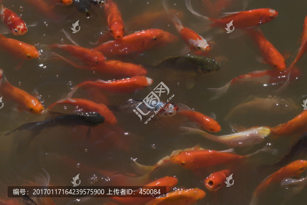 紅