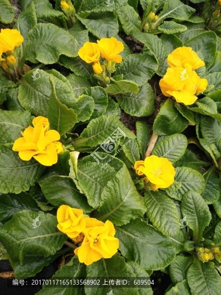 浣花溪畔雨中花朵
