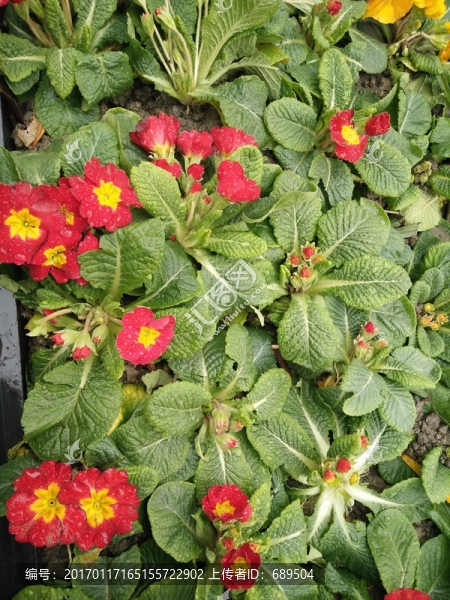 浣花溪畔雨中花朵