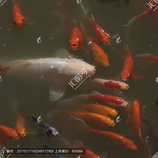 紅
