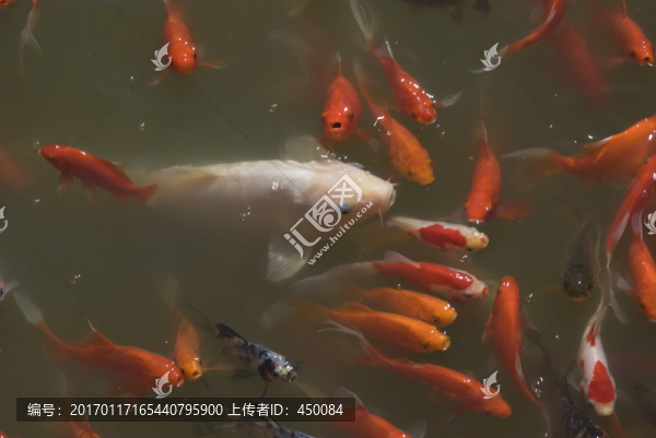 紅