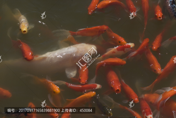 紅