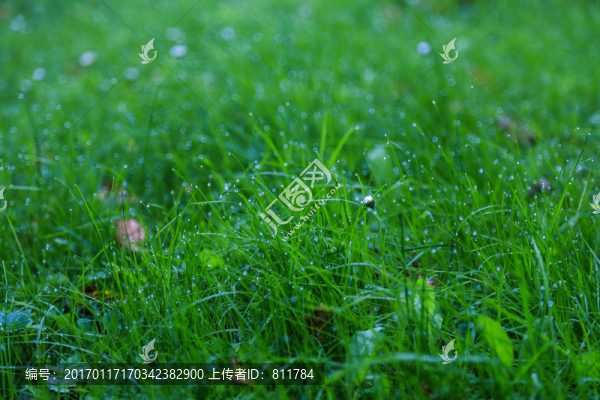 綠草地