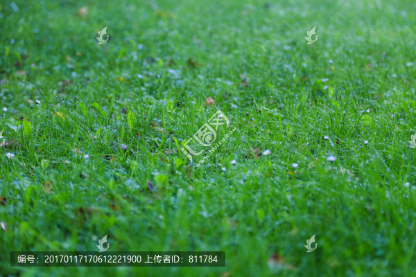 綠草地特寫