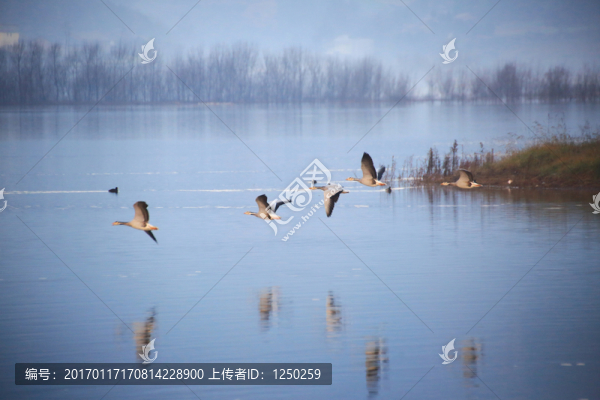 念湖之晨之斑頭雁
