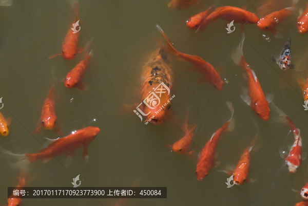 紅鯉魚