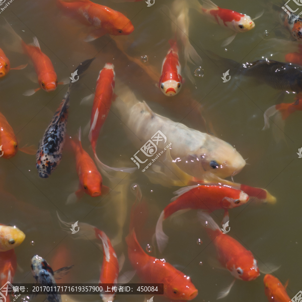 觀賞魚(yú)
