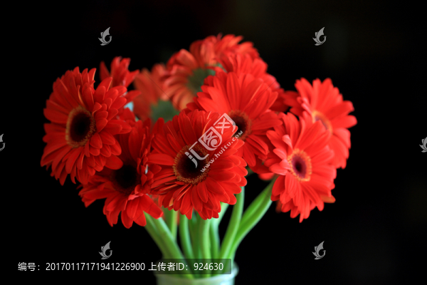 扶郎花太陽花