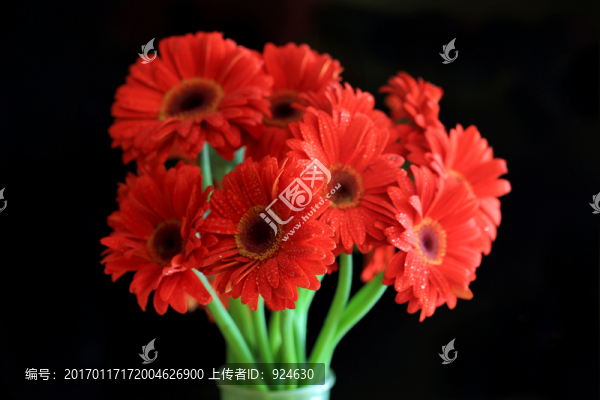 扶郎花太陽(yáng)花