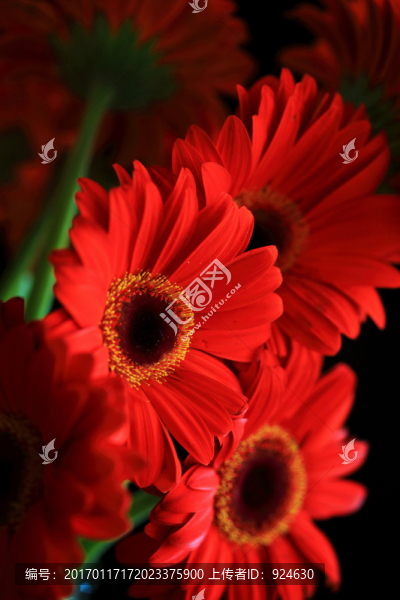 扶郎花太陽花