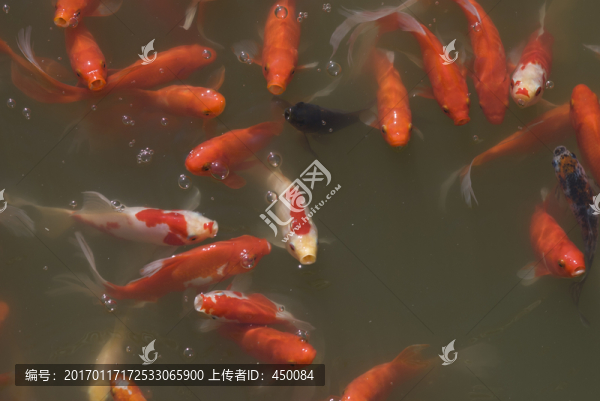 紅鯉魚