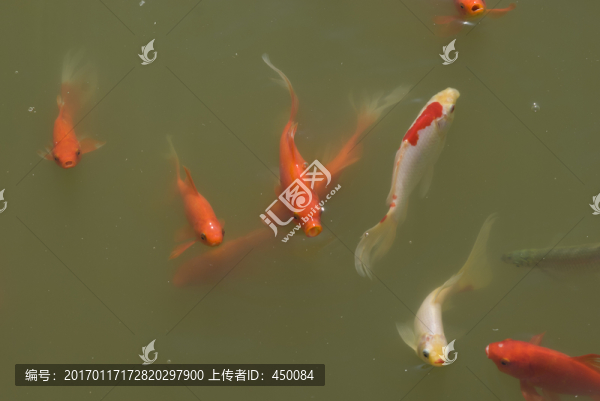 紅鯉魚