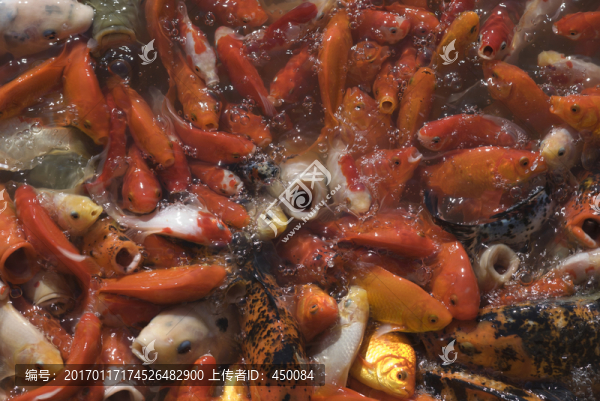 紅鯉魚