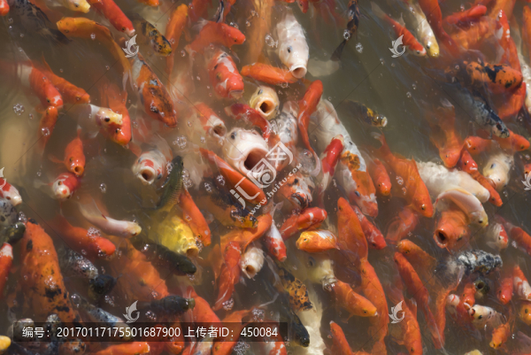 紅鯉魚