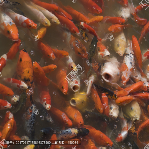 紅鯉魚(yú)