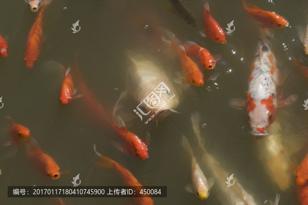 魚群