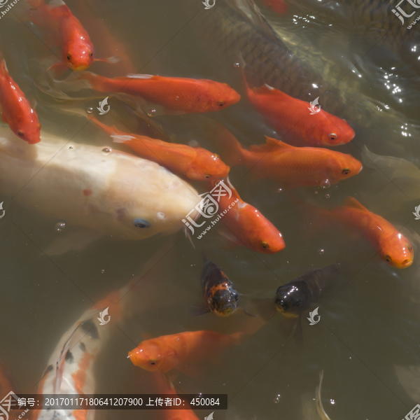 觀賞魚(yú)
