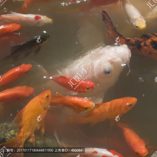 觀賞魚