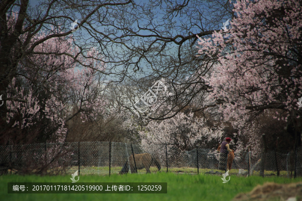 林芝田園桃花盛開(kāi)