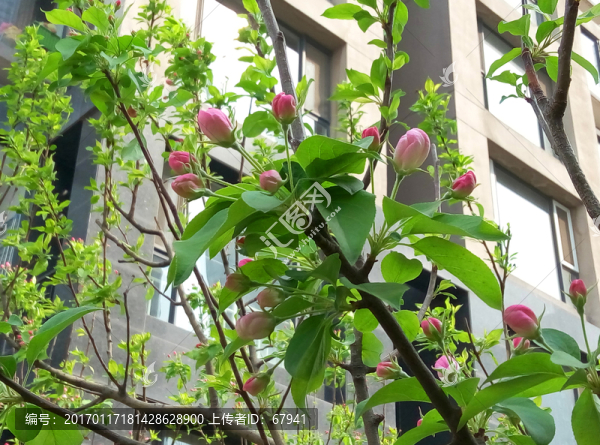 桃花蕾