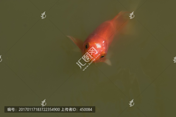 觀賞魚