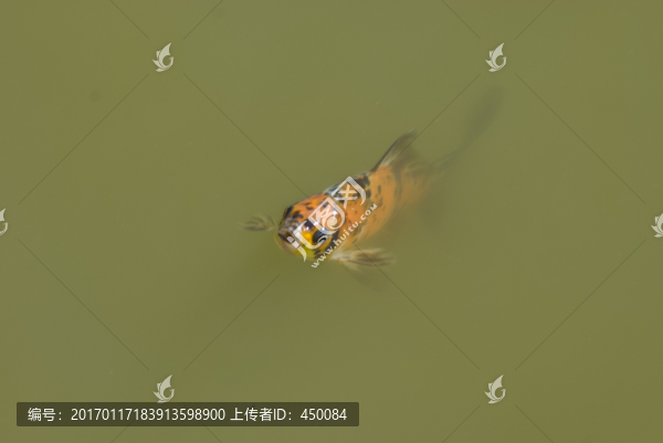 觀賞魚