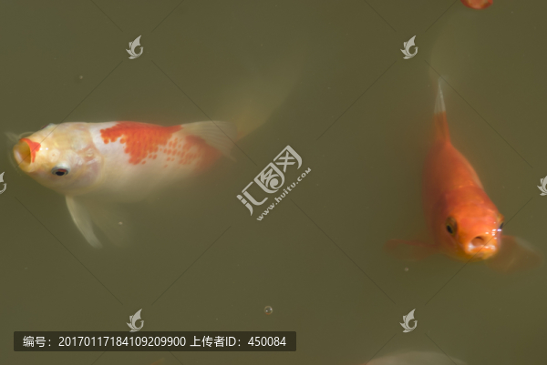 觀賞魚(yú)