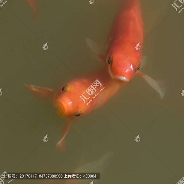 觀賞魚