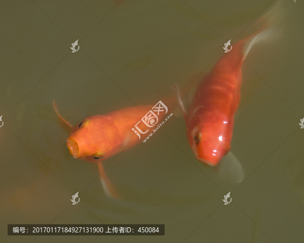 觀賞魚