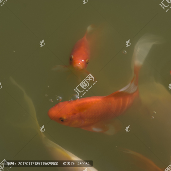紅錦鯉魚