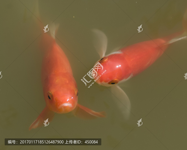 錦鯉