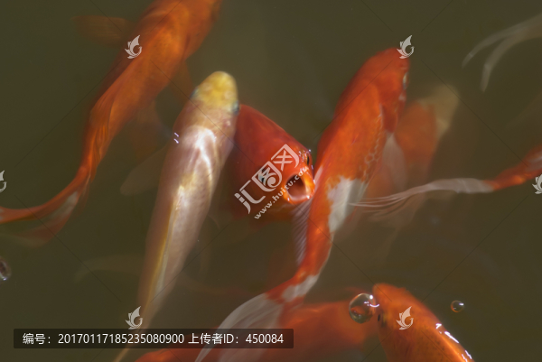 紅錦鯉魚