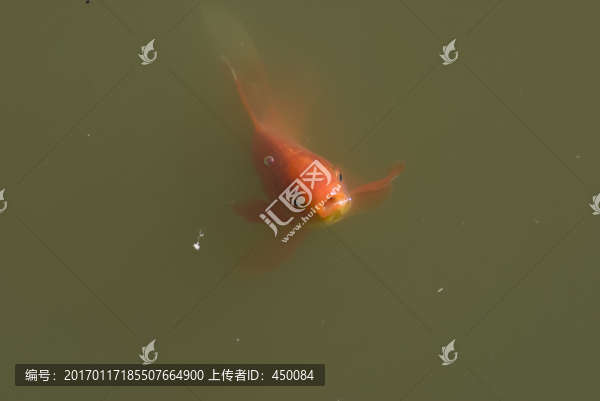 紅錦鯉魚