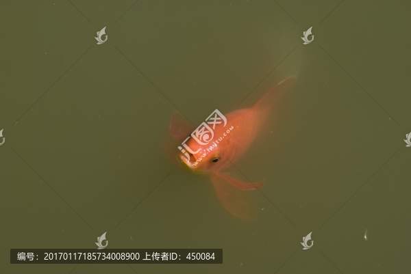 紅錦鯉魚