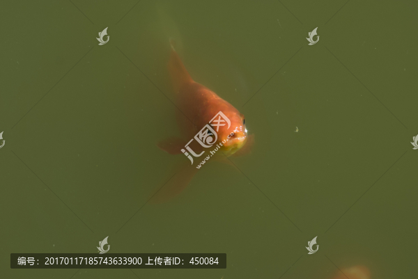 紅錦鯉魚