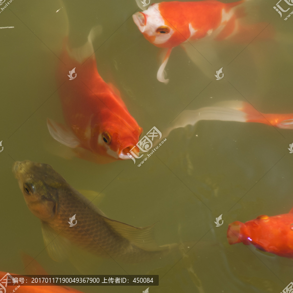 紅錦鯉魚