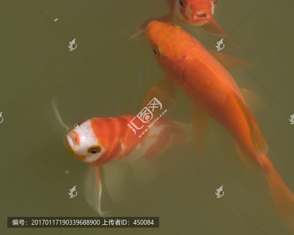 錦鯉