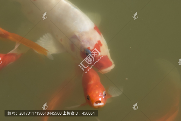 觀賞魚