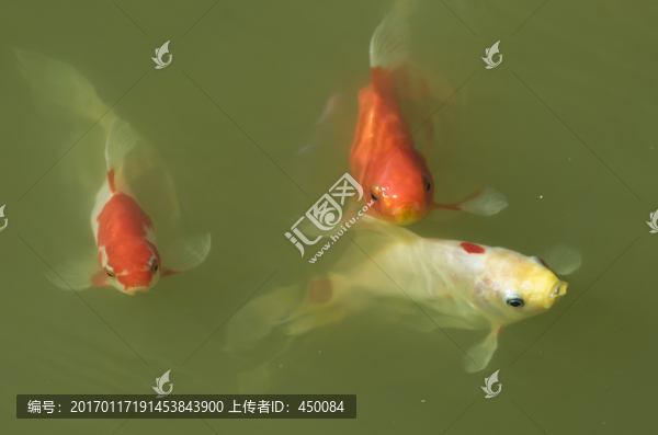 錦鯉