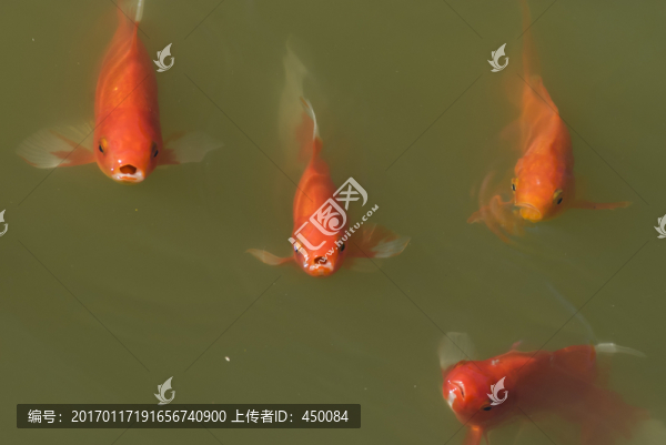 錦鯉