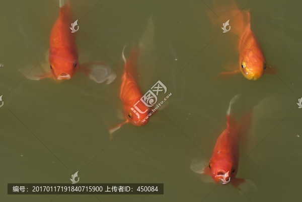 錦鯉
