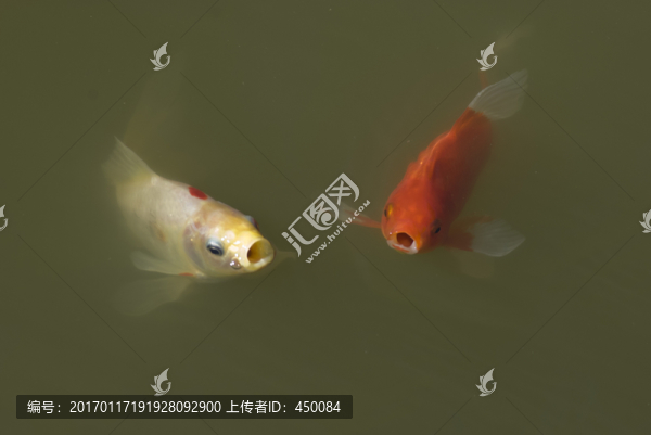 錦鯉