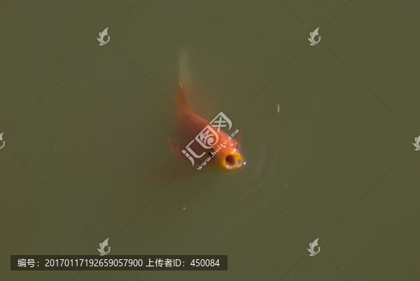 紅錦鯉魚