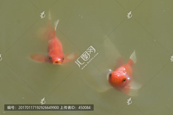 紅錦鯉魚